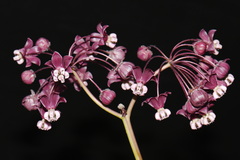 Asclepias cordifolia