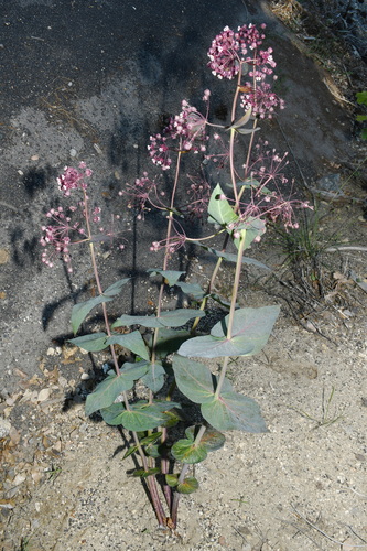 Asclepias cordifolia, photograph 5