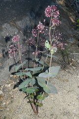 (c) Brian Finzel, some rights reserved (CC BY-SA) Asclepias cordifolia, photograph (c) Brian Finzel, some rights reserved (CC BY-SA)