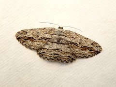 Scioglyptis loxographa