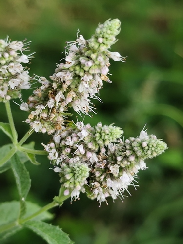 Horse Mint