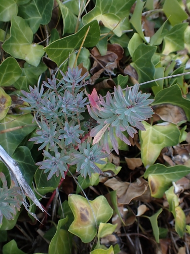 Euphorbia portlandica, photograph 5