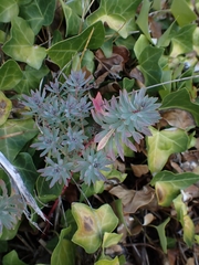 Euphorbia portlandica, photograph author not stated, no rights reserved