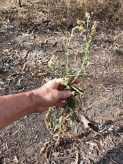 Pterocaulon redolens
