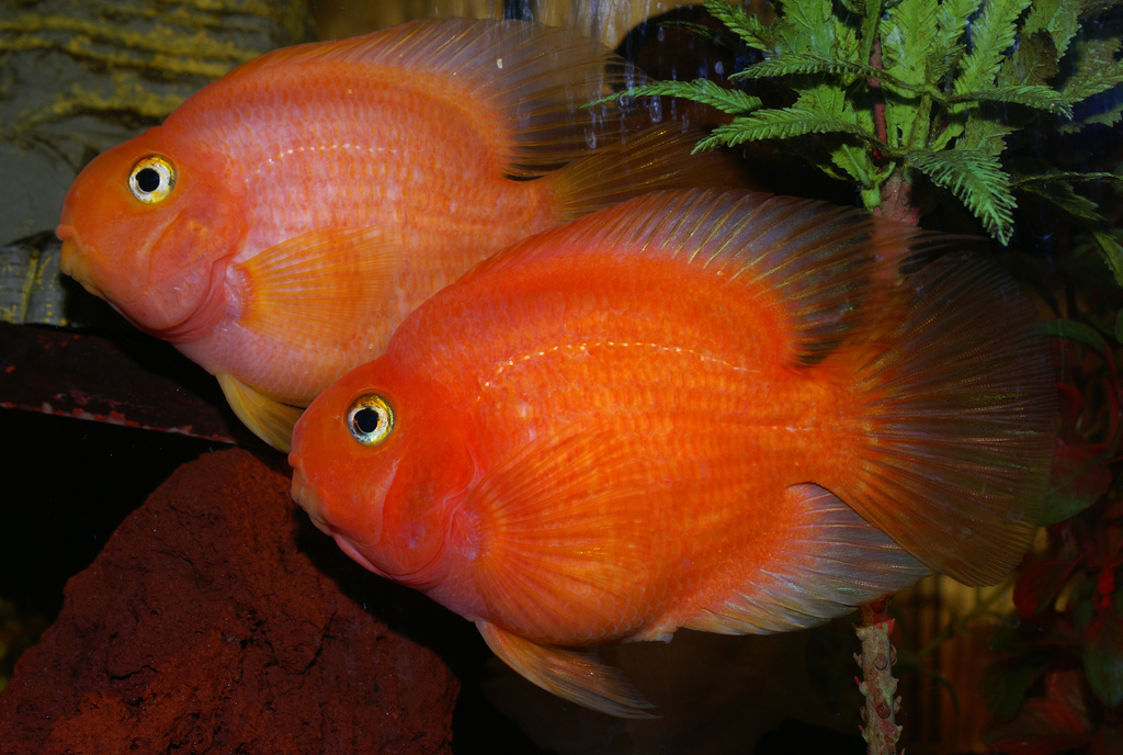 Amphilophus × Vieja