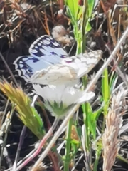 Melanargia titea