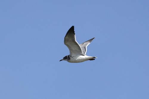 Franklin's Gull