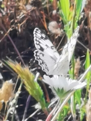 Melanargia titea