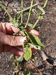 Pterocaulon redolens