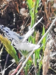 Melanargia titea