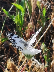 Melanargia titea