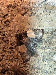 Epiblema tripartitana