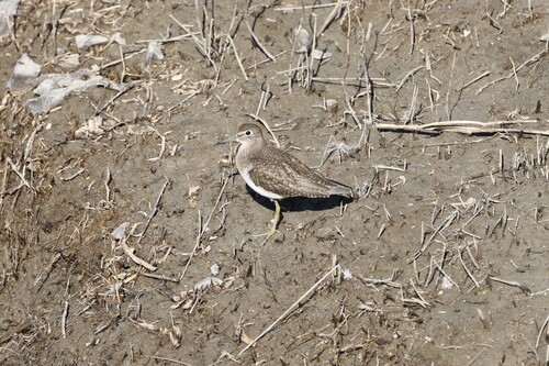 Solitary Sandpiper