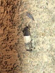 Epiblema tripartitana