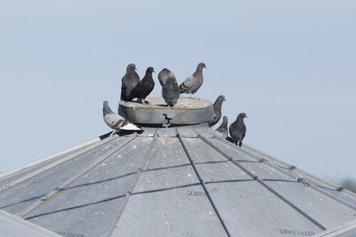 Feral Pigeon