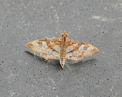 Sameodes