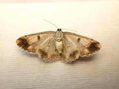 Scioglyptis loxographa