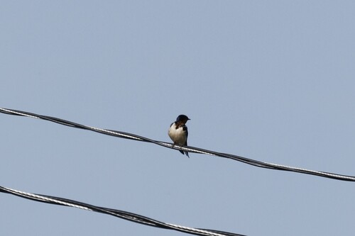 Barn Swallow