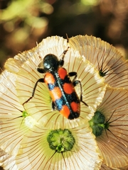 Trichodes syriacus