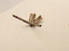 Phazaca interrupta
