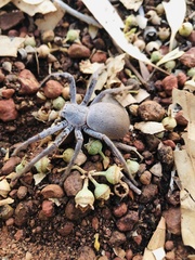 Isopedella saundersi