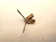 Phazaca interrupta