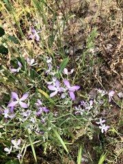 Matthiola longipetala