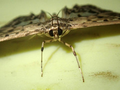 Herpetogramma exculta