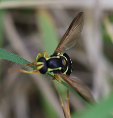 Xanthogramma citrofasciatum