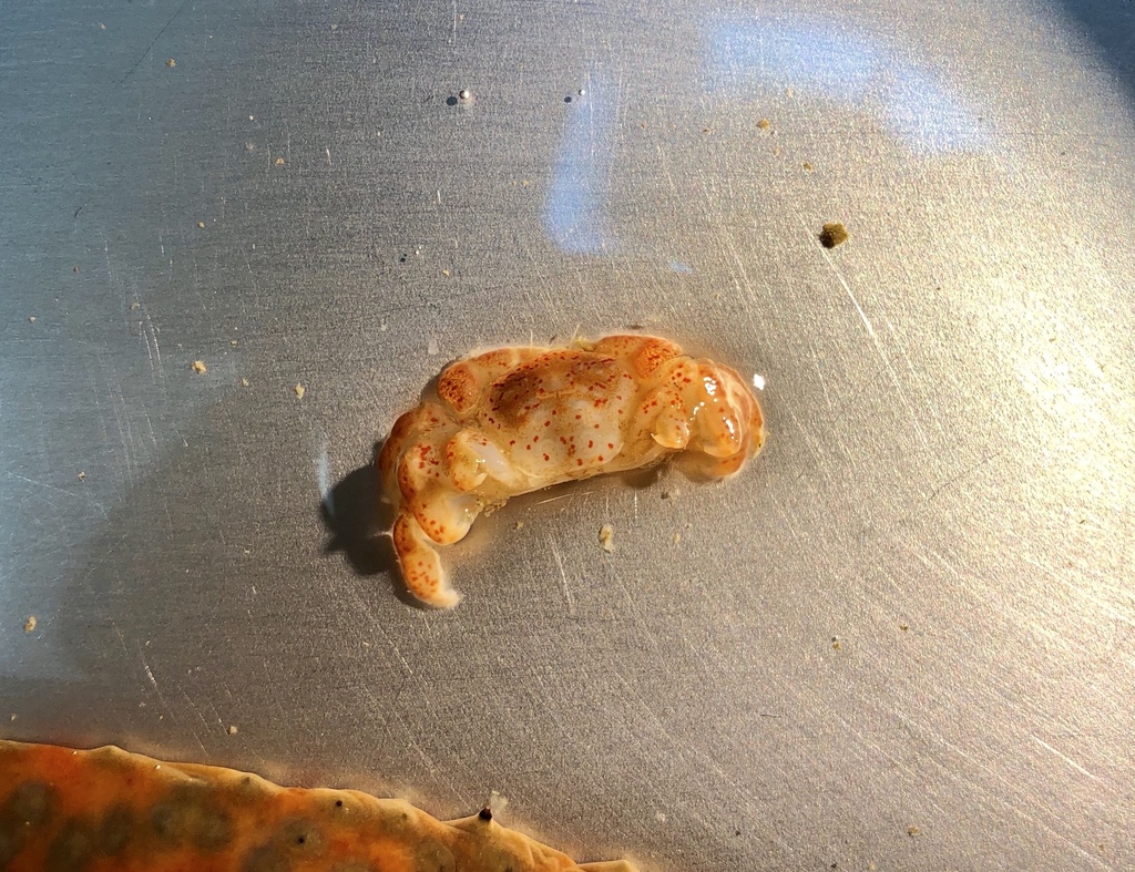 Opisthopus