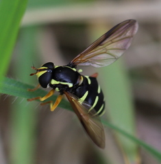 Xanthogramma citrofasciatum