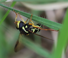 Xanthogramma citrofasciatum