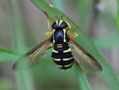 Xanthogramma citrofasciatum