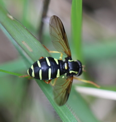Xanthogramma citrofasciatum