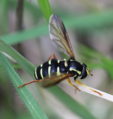 Xanthogramma citrofasciatum