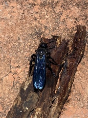 Pygodasis ephippium ephippium