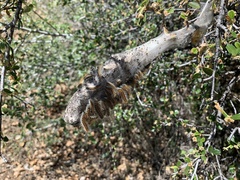 Malacosoma californica