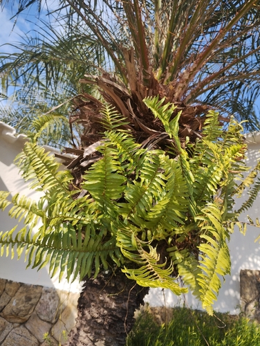Nephrolepis exaltata