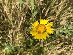 Grindelia stricta platyphylla