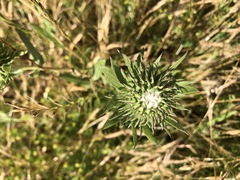 Grindelia stricta platyphylla
