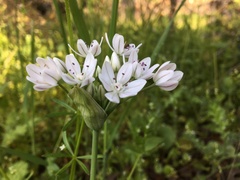 Allium hyalinum