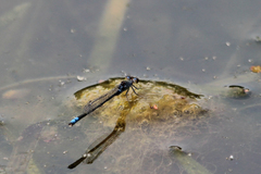 Paracercion calamorum