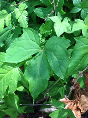 Nabalus serpentarius