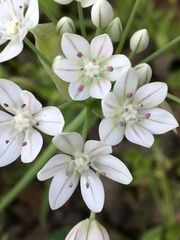 Allium hyalinum