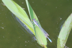 Paracercion calamorum