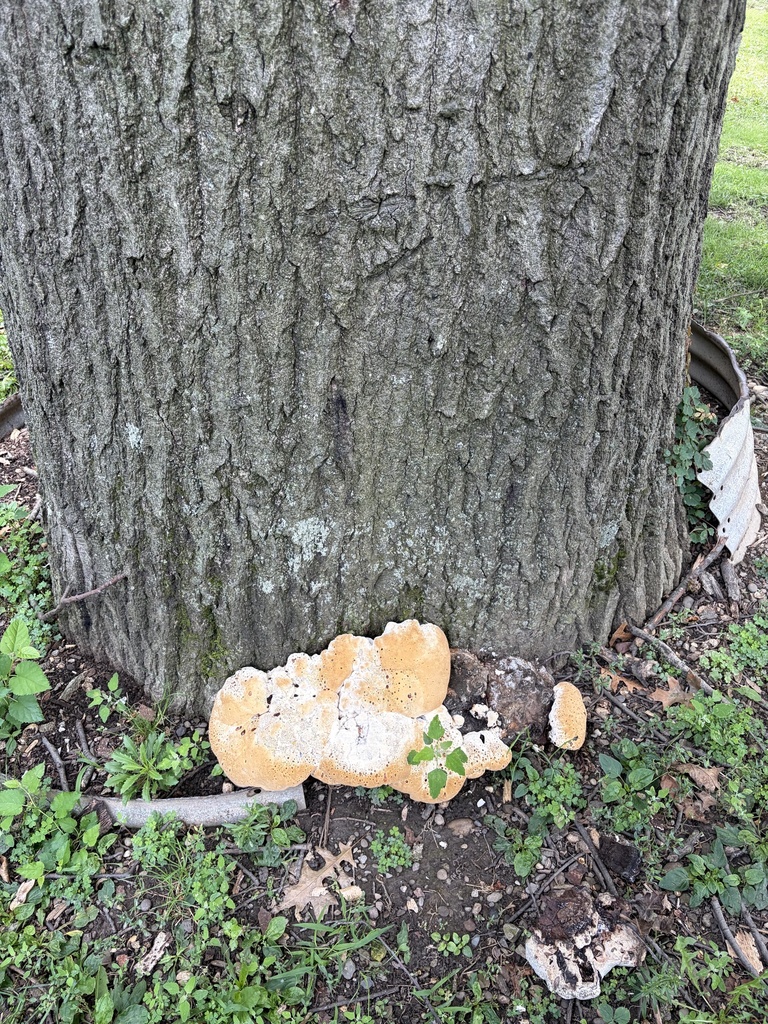 oak bracket · August 2026 · photo: Photo: (c) Julie Travaglini, some rights reserved (CC BY) · iNaturalist