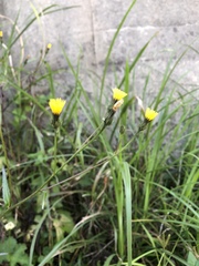 Picris hieracioides morrisonensis