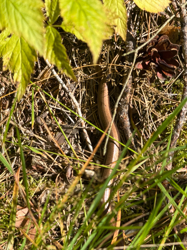 Slowworms