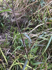 Picris hieracioides morrisonensis