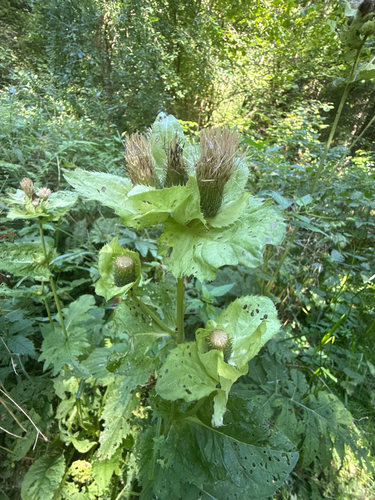 Cabbage Thistle